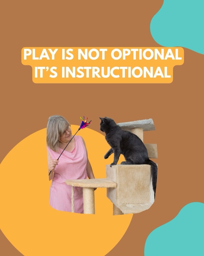 Educational post from Cat Behaviour India