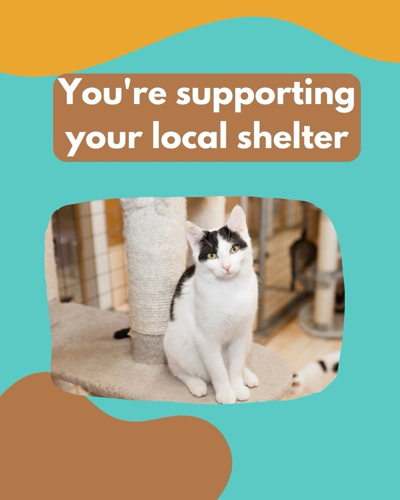 Adoption advocacy post from Cat Behaviour India